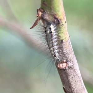 Anestia (genus) at Mount Ainslie - 9 Dec 2023