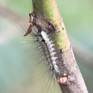 Anestia (genus) at Mount Ainslie - 9 Dec 2023 11:50 AM