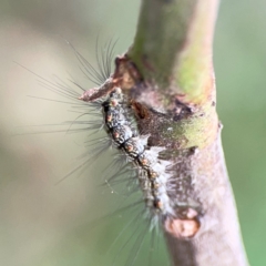 Anestia (genus) at Mount Ainslie - 9 Dec 2023