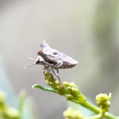 Deroploa parva at Mount Ainslie - 9 Dec 2023