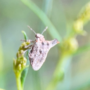 Deroploa parva at Mount Ainslie - 9 Dec 2023