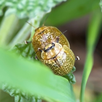 Paropsisterna cloelia (Eucalyptus variegated beetle) at Mount Ainslie - 9 Dec 2023 by Hejor1