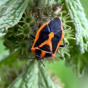 Agonoscelis rutila at Mount Ainslie - 9 Dec 2023