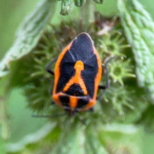 Agonoscelis rutila at Mount Ainslie - 9 Dec 2023