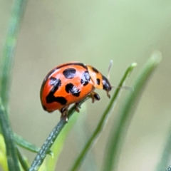 Peltoschema oceanica (Oceanica leaf beetle) at Mount Ainslie - 9 Dec 2023 by Hejor1