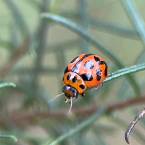 Peltoschema oceanica at Mount Ainslie - 9 Dec 2023