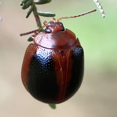 Dicranosterna immaculata (Acacia leaf beetle) at Mount Ainslie - 9 Dec 2023 by Hejor1