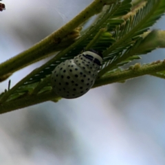 Dicranosterna immaculata at Mount Ainslie - 9 Dec 2023