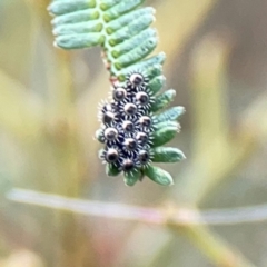 Oechalia schellenbergii (Spined Predatory Shield Bug) at Mount Ainslie - 9 Dec 2023 by Hejor1