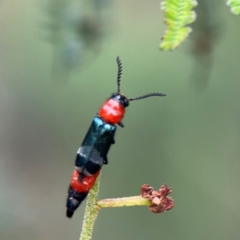 Paederus sp. (genus) (Whiplash rove beetle) at Mount Ainslie - 9 Dec 2023 by Hejor1