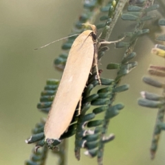 Eulechria electrodes (Yellow Eulechria Moth) at Mount Ainslie - 9 Dec 2023 by Hejor1