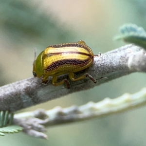 Calomela juncta at Mount Ainslie - 9 Dec 2023