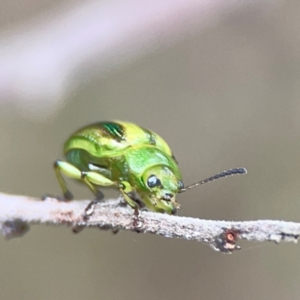 Calomela juncta at Mount Ainslie - 9 Dec 2023