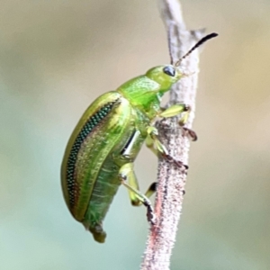 Calomela juncta at Mount Ainslie - 9 Dec 2023