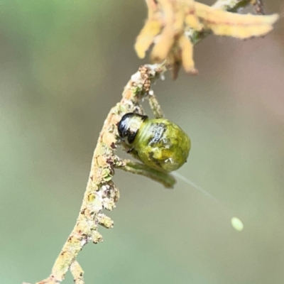Calomela sp. (genus) (Acacia leaf beetle) at Mount Ainslie - 9 Dec 2023 by Hejor1