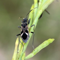 Dieuches sp. (genus) (Black and White Seed Bug) at Mount Ainslie - 9 Dec 2023 by Hejor1