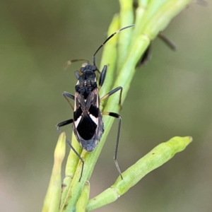 Dieuches sp. (genus) at Mount Ainslie - 9 Dec 2023