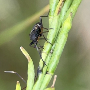 Dieuches sp. (genus) at Mount Ainslie - 9 Dec 2023