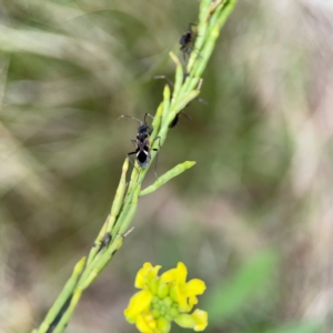 Dieuches sp. (genus) at Mount Ainslie - 9 Dec 2023