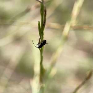 Dieuches sp. (genus) at Mount Ainslie - 9 Dec 2023 12:31 PM