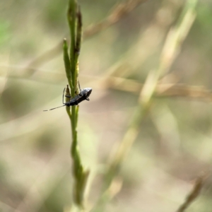 Dieuches sp. (genus) at Mount Ainslie - 9 Dec 2023 12:31 PM