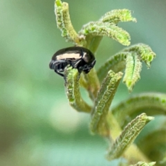Ditropidus sp. (genus) (Leaf beetle) at Mount Ainslie - 9 Dec 2023 by Hejor1
