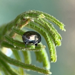 Ditropidus sp. (genus) at Mount Ainslie - 9 Dec 2023