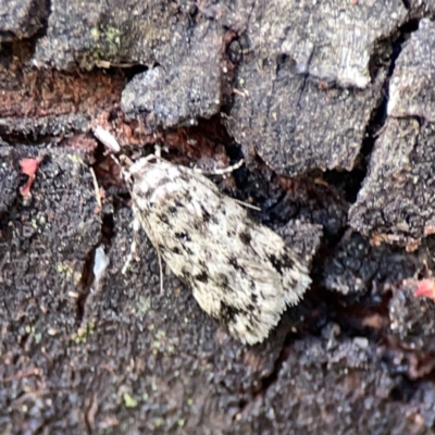 Barea exarcha (Spotty Barea) at Mount Ainslie - 9 Dec 2023 by Hejor1