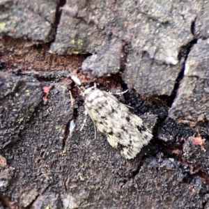 Barea exarcha at Mount Ainslie - 9 Dec 2023