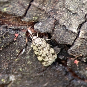 Barea exarcha at Mount Ainslie - 9 Dec 2023