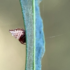 Phoroncidia sextuberculata (Six-knobbed Phoroncidia) at Mount Ainslie - 9 Dec 2023 by Hejor1