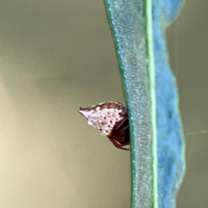 Phoroncidia sextuberculata at Mount Ainslie - 9 Dec 2023