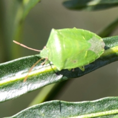 Cuspicona simplex (Green potato bug) at Mount Ainslie - 9 Dec 2023 by Hejor1