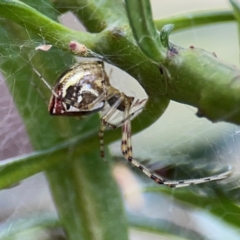 Theridion pyramidale (Tangle-web spider) at Mount Ainslie - 9 Dec 2023 by Hejor1