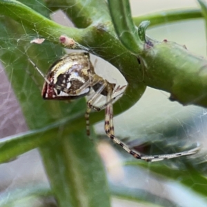 Theridion pyramidale at Mount Ainslie - 9 Dec 2023