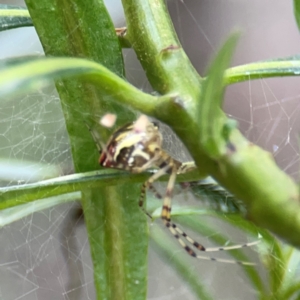 Theridion pyramidale at Mount Ainslie - 9 Dec 2023