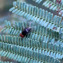 Lindneromyia sp. at Mount Ainslie - 9 Dec 2023