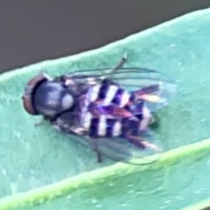 Lindneromyia sp. at Mount Ainslie - 9 Dec 2023