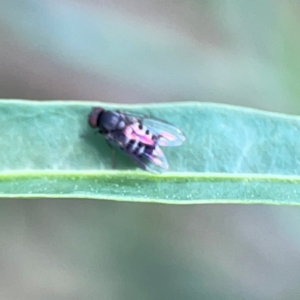 Lindneromyia sp. at Mount Ainslie - 9 Dec 2023