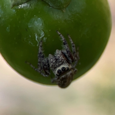 Opisthoncus sp. (genus) (Unidentified Opisthoncus jumping spider) at Mount Ainslie - 9 Dec 2023 by Hejor1