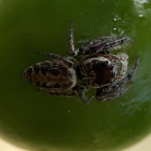 Opisthoncus sp. (genus) at Mount Ainslie - 9 Dec 2023 12:57 PM