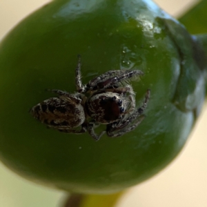 Opisthoncus sp. (genus) at Mount Ainslie - 9 Dec 2023