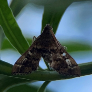 Nacoleia rhoeoalis at Mount Ainslie - 9 Dec 2023