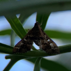 Nacoleia rhoeoalis at Mount Ainslie - 9 Dec 2023