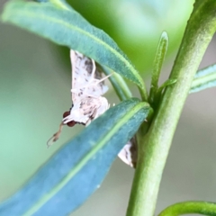 Nacoleia rhoeoalis at Mount Ainslie - 9 Dec 2023