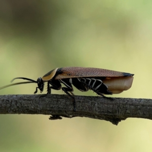 Ellipsidion australe at Mount Ainslie - 9 Dec 2023