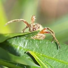 Unidentified Orb-weaving spider (several families) at Ainslie, ACT - 9 Dec 2023 by Hejor1