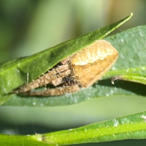 Salsa fuliginata at Mount Ainslie - 9 Dec 2023