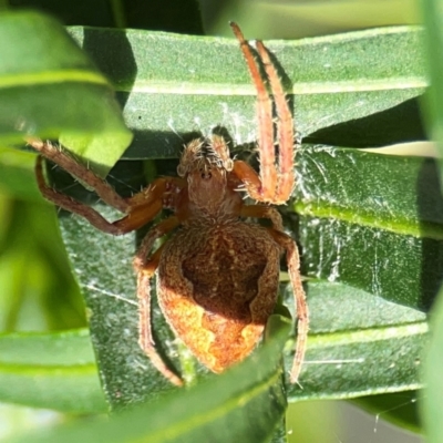 Araneus hamiltoni - 1 Jan 1900 by Hejor1