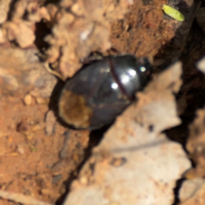 Adrisa sp. (genus) (Burrowing Bug) at Mount Ainslie - 9 Dec 2023 by Hejor1